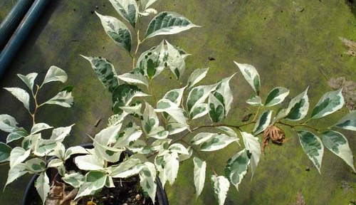Frosted Emerald (Styrax japonica 'Frosted Emerald')
