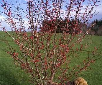 Matsubara Red (Prunus mume 'Matsubara Red')