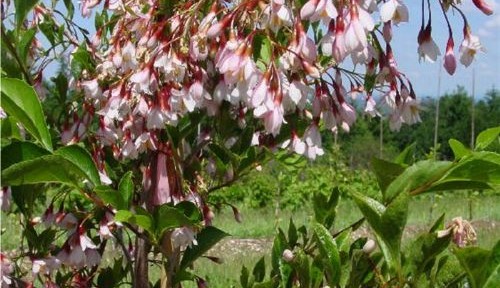 Pink Chimes (Styrax japonica 'Pink Chimes')