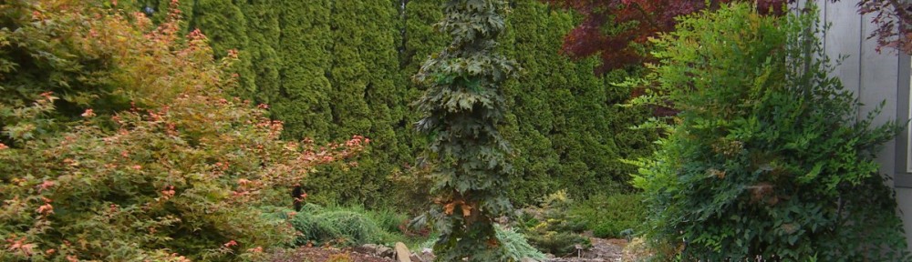 Rezek (Acer plat. 'Rezek')