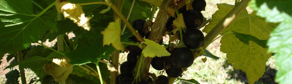 Ribes bc Ben Sarek (Ribes bc Ben Sarek)