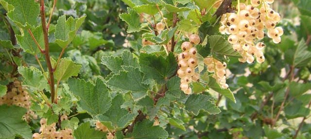 Ribes wc White 1301 (Ribes wc White 1301)