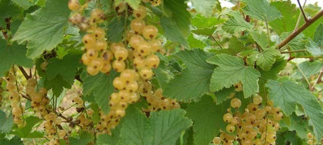Ribes wc White Imperial (Ribes wc White Imperial)