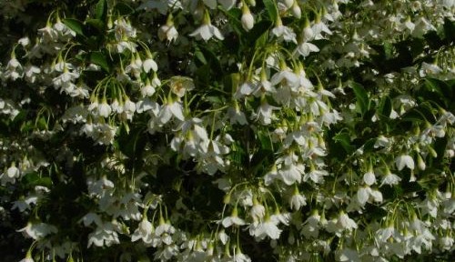 Snowbell (Styrax japonica)