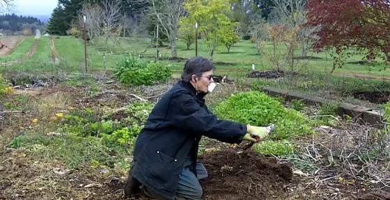 video-th-planting-gooseberries