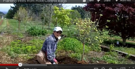 video-th-planting-trees-from-root-control-bags
