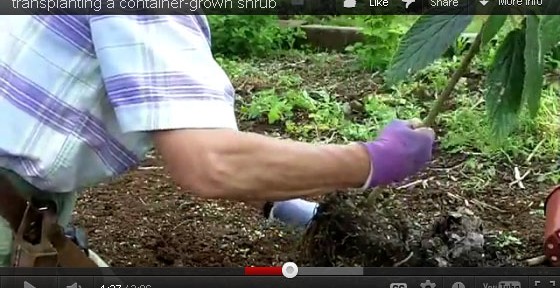 video-th-transplanting-container-shrub