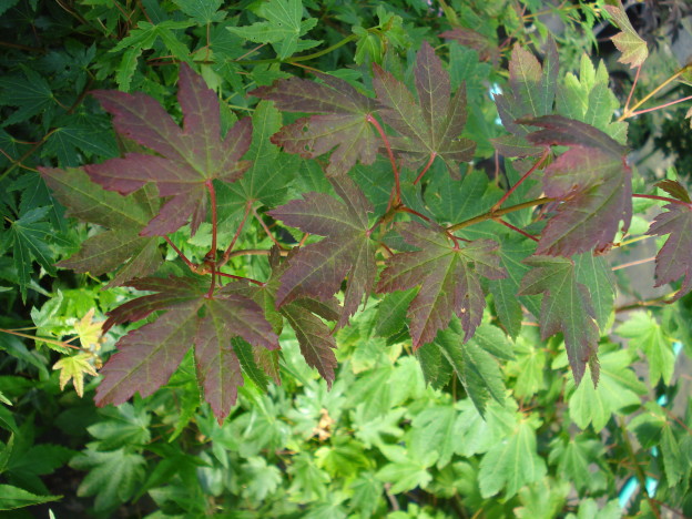 Acer Circinatum | Whitman Farms