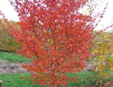 Acer Shirasawanum | Whitman Farms